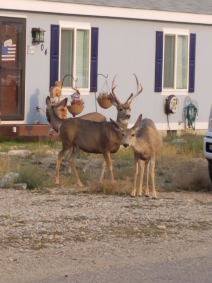 buck white tail/family