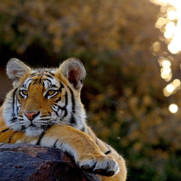tiger