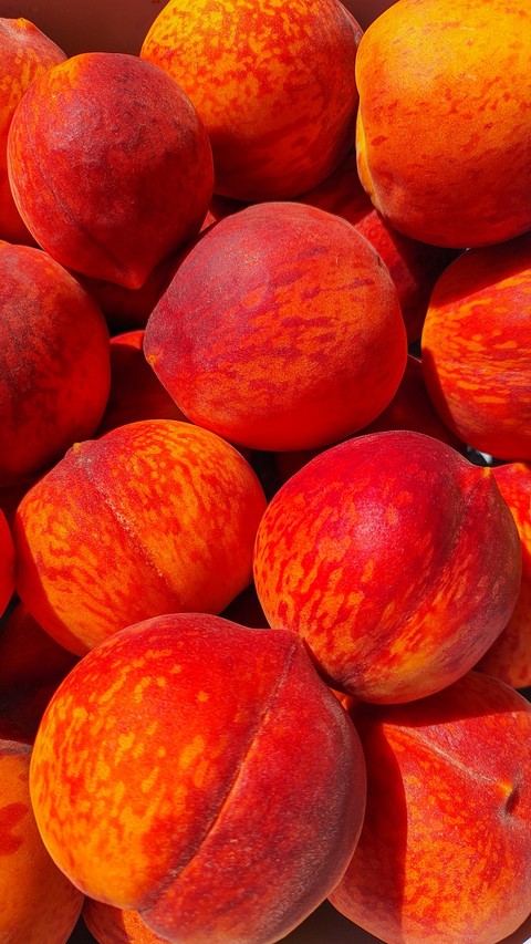 red, peach壁紙