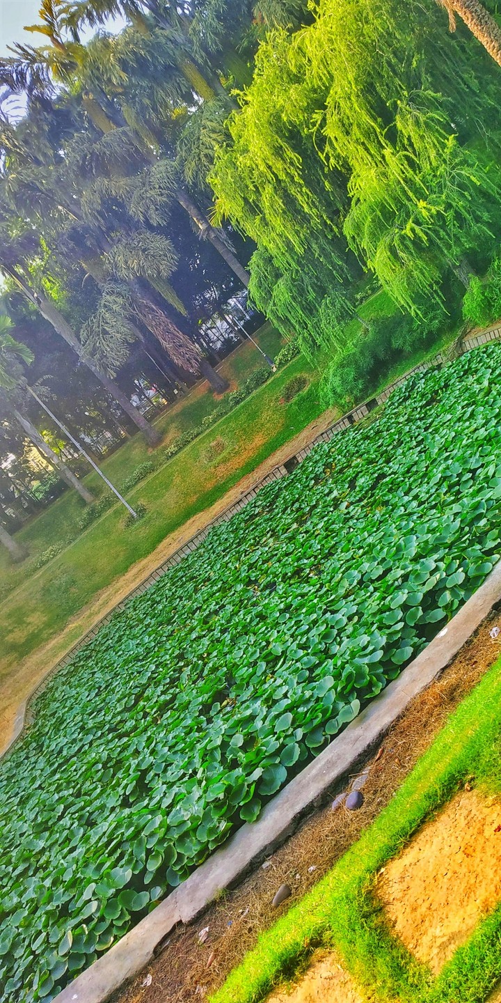 garden view