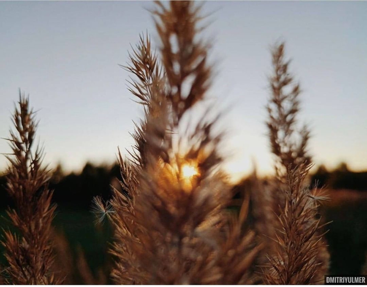 Grass