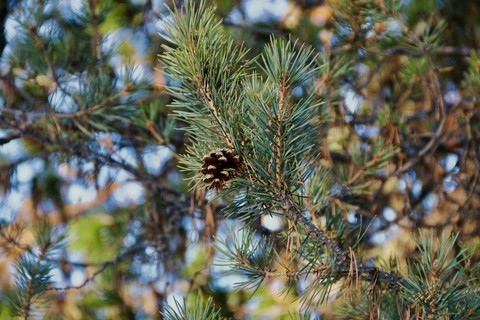 branch, twig Hintergrundbilder