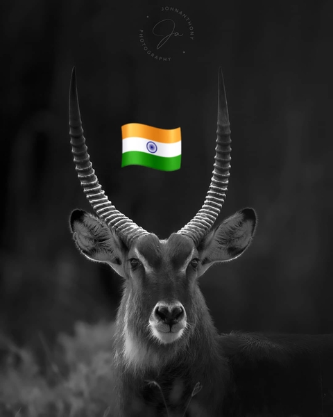 tapety deer, horn