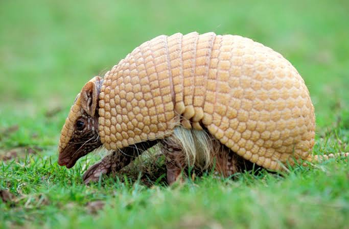 Brazilian fauna - Tatu bola