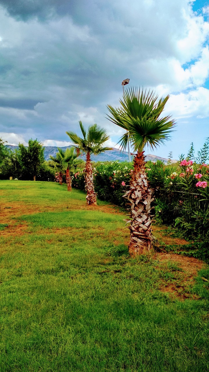 Palm trees