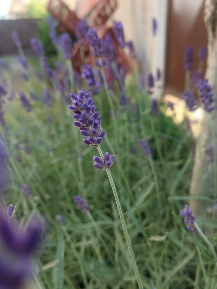 Lavender