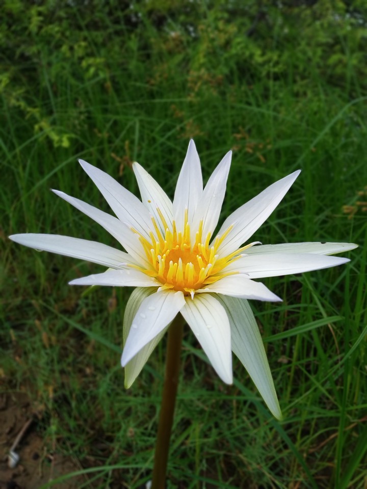 Lotus