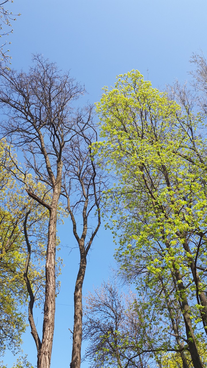 tree in spring