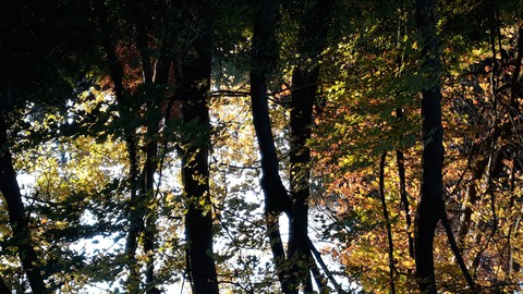 trees