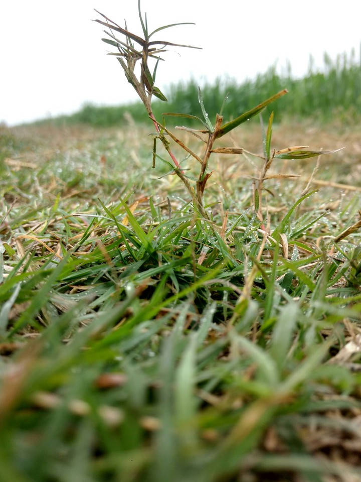 Grass focused