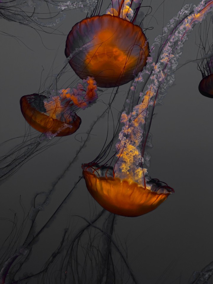 jellyfish