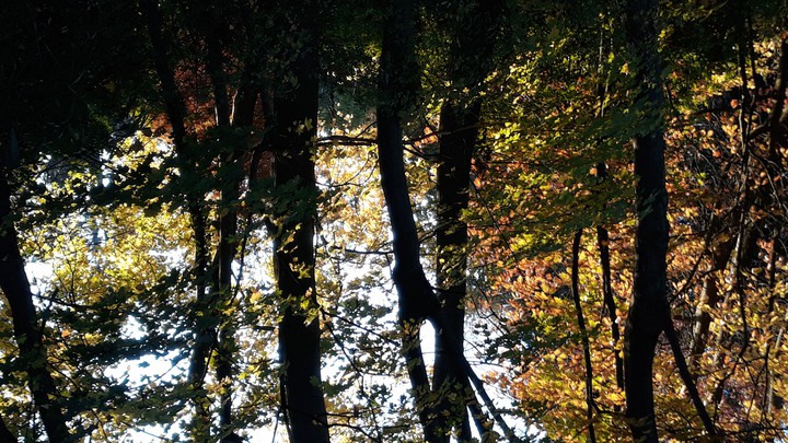 trees
