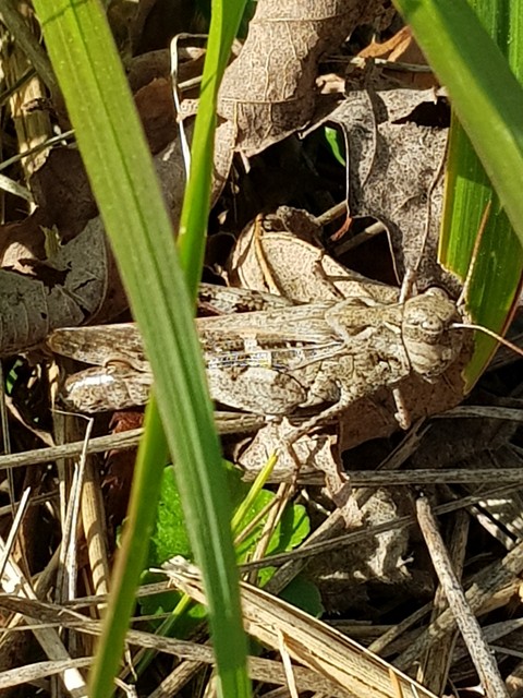 grasshopper, insect wallpapers