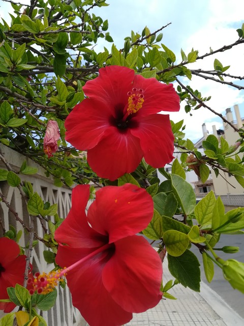 Hibiskus