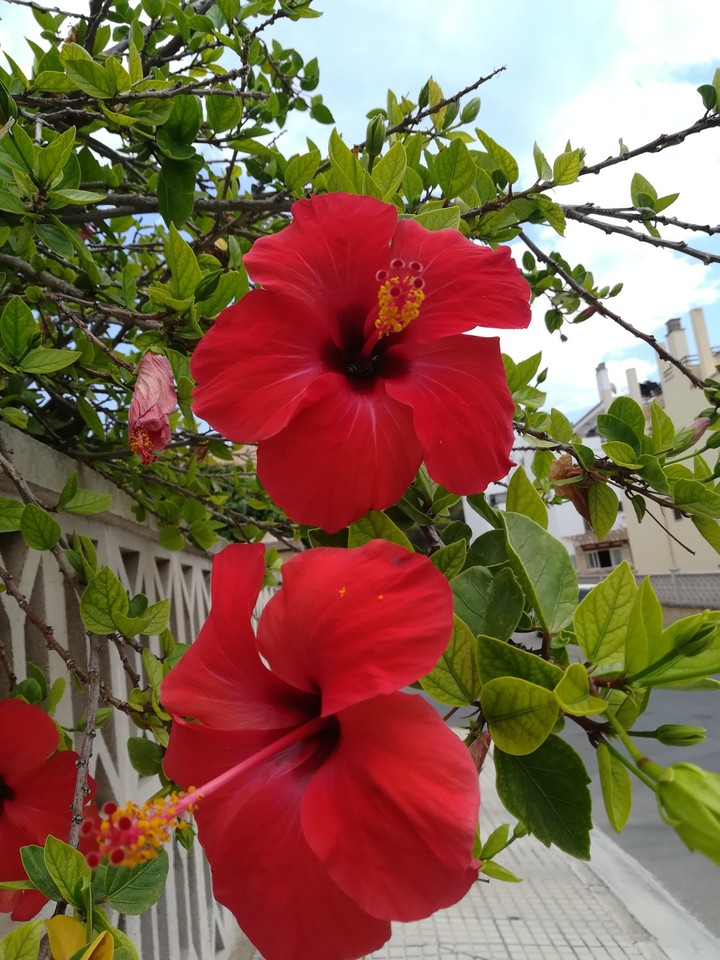 Hibiskus