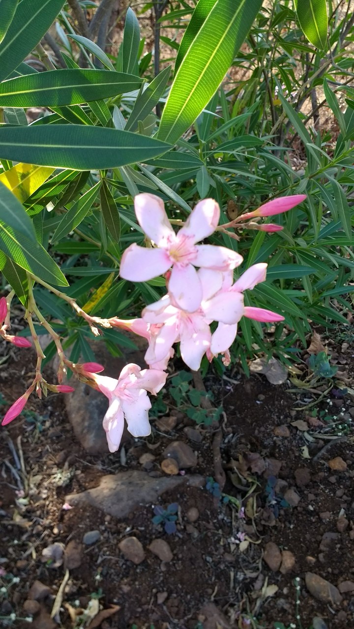 Nature 