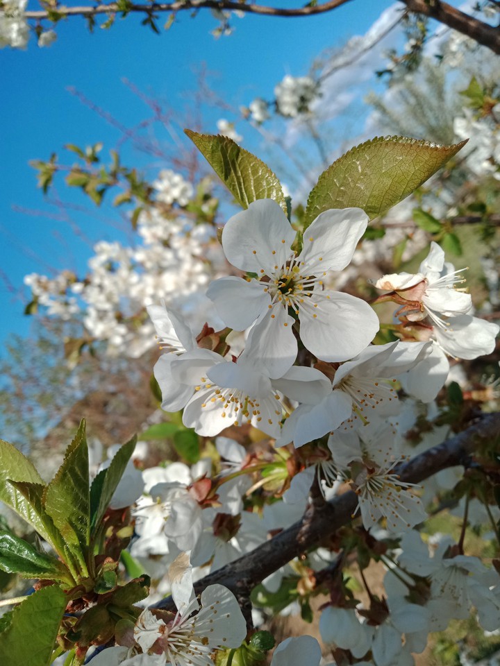 весна пришла