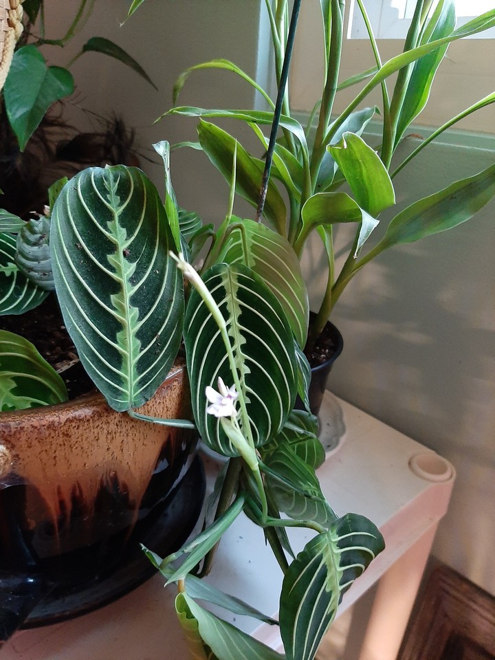 Flowering Calathea