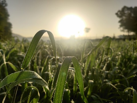 green