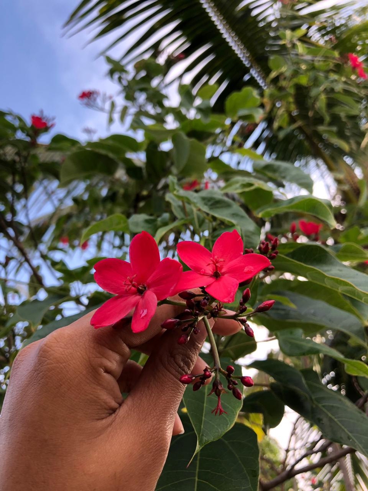 Flower