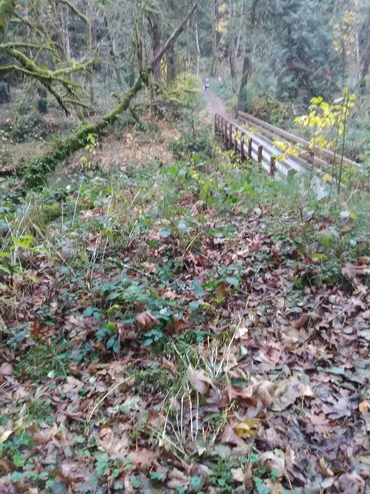 forest wonderland