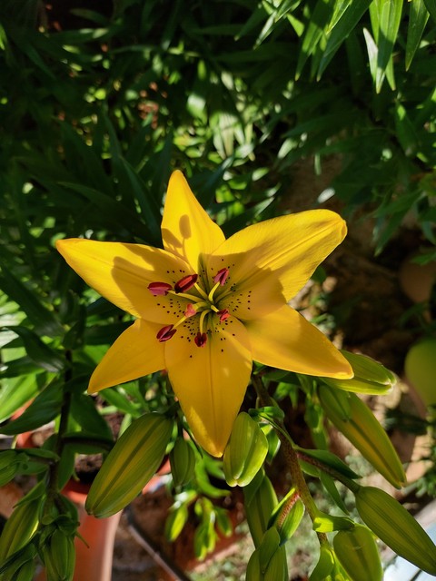 тапети plant, petal