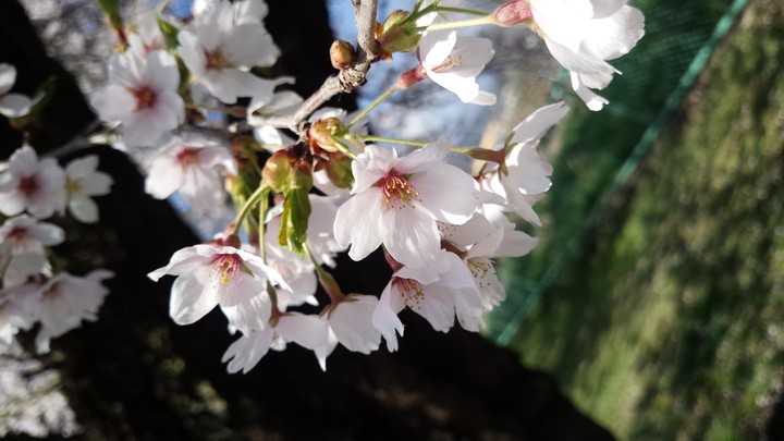桜