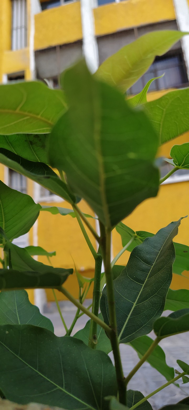 leaves