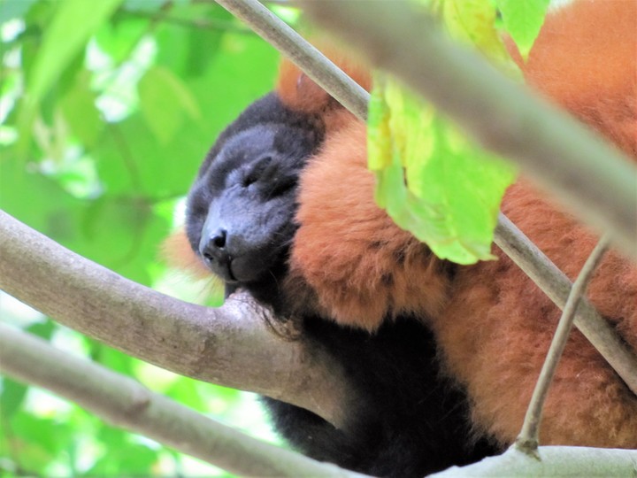 sleeping lemur