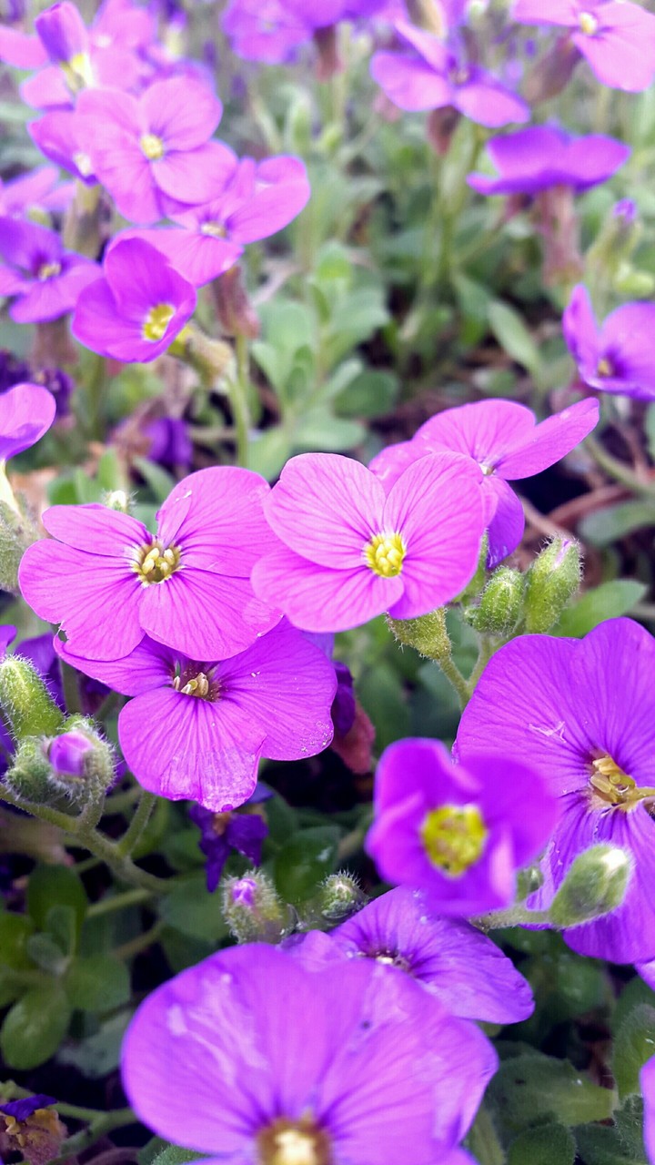 Purple Flower