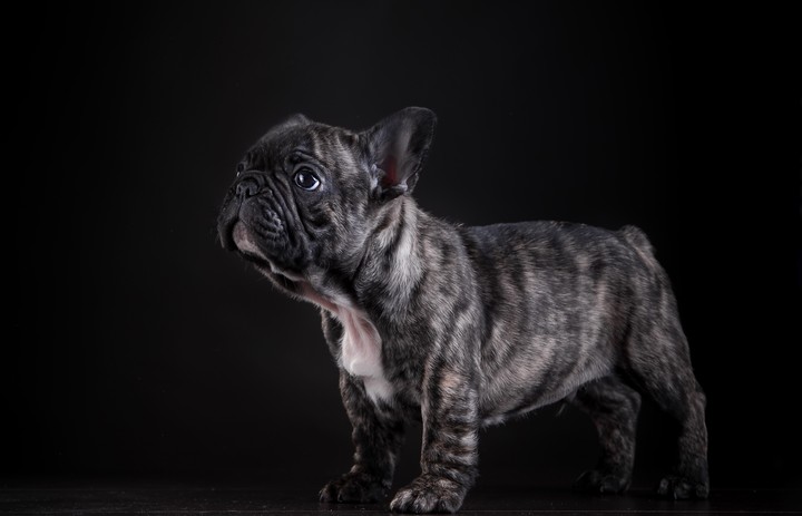 Puppy