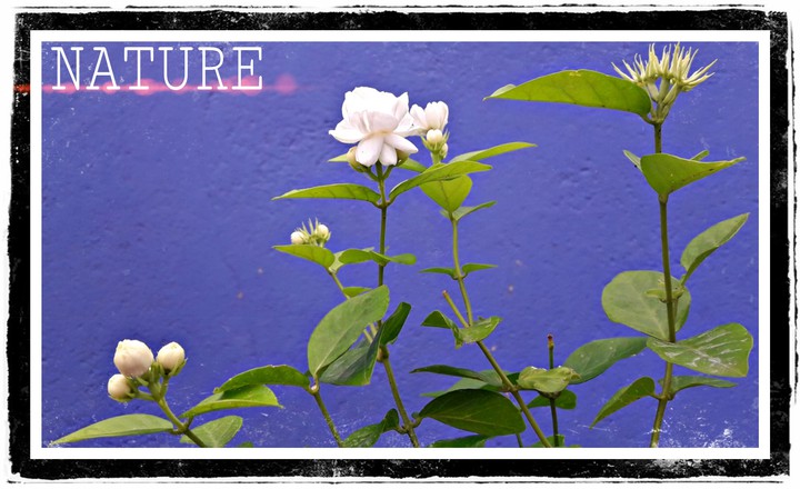 nature love