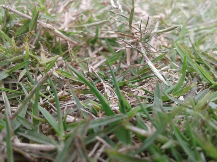 grassland