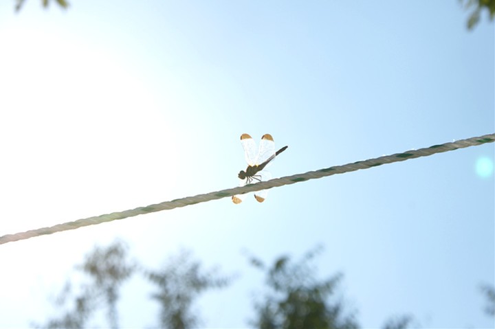 Dragonfly