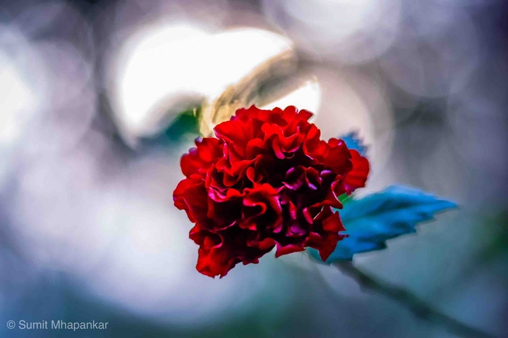 exotic red