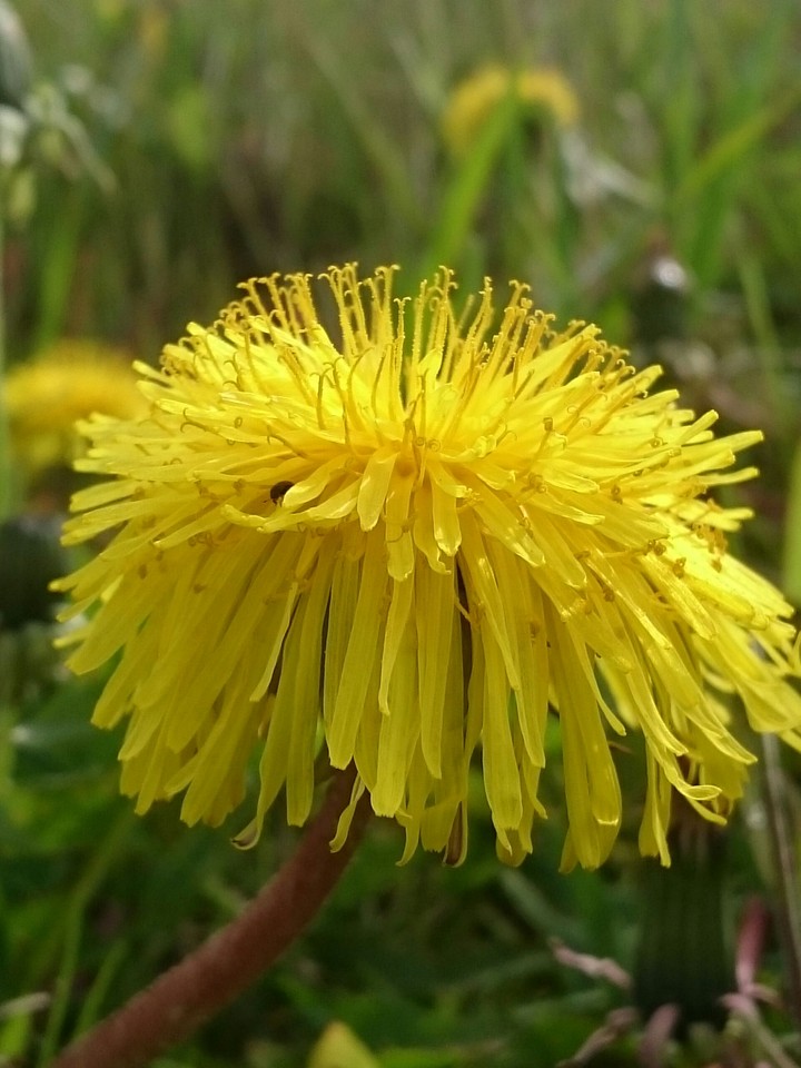 Löwenzahnblüte