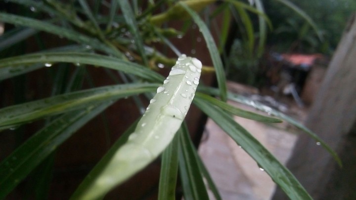 droplets