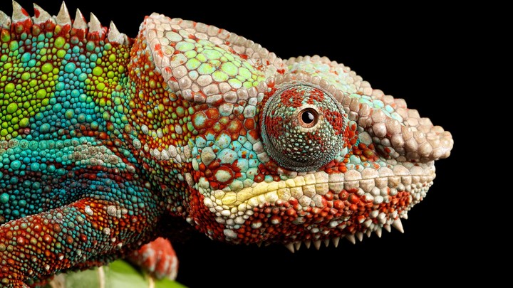 Chameleon