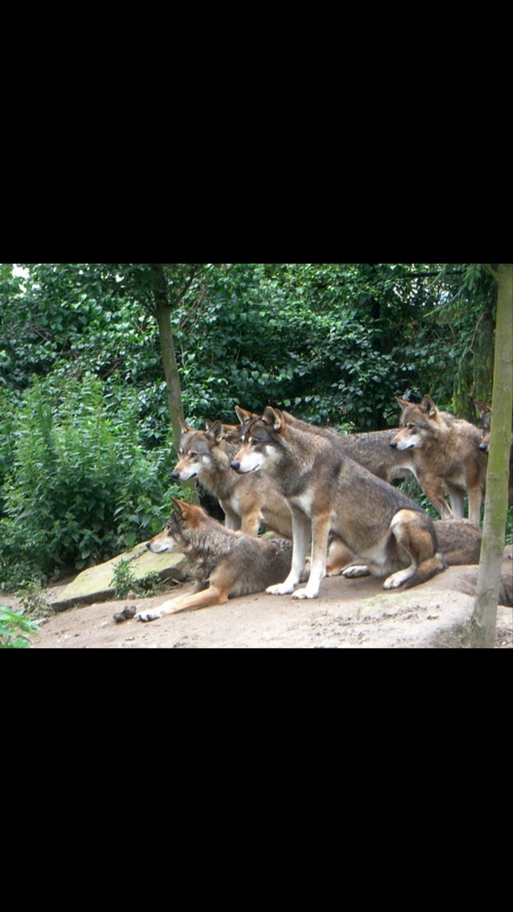 wolves