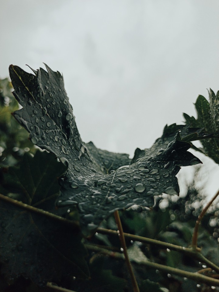 rain