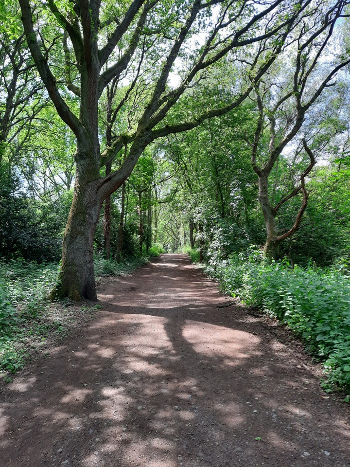 Forest