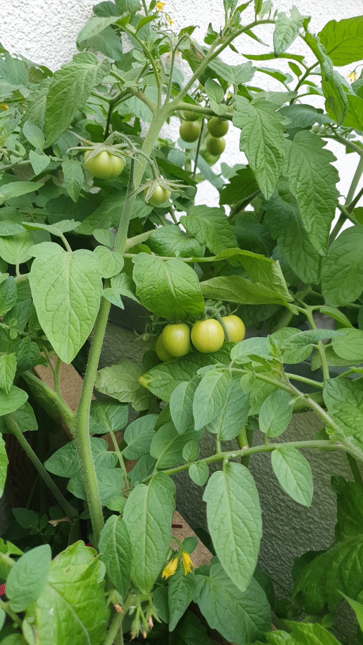 tomaten