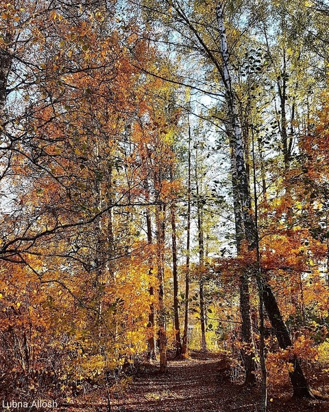 Autumn