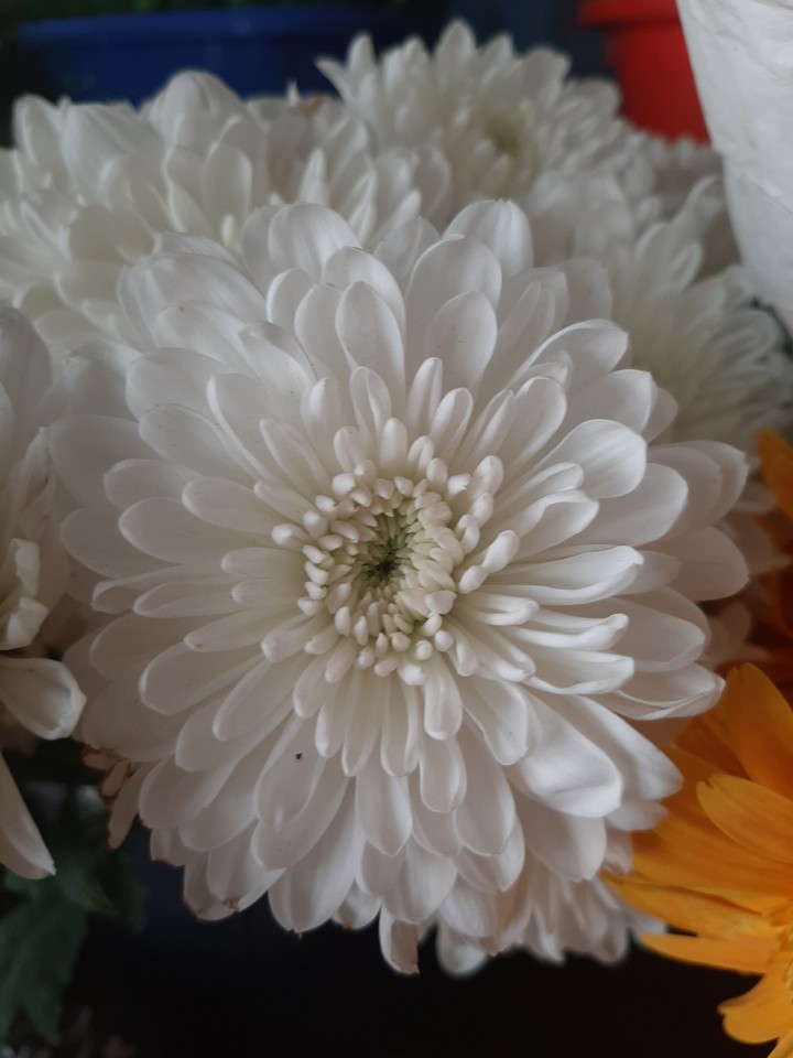 bloom like no one is watching