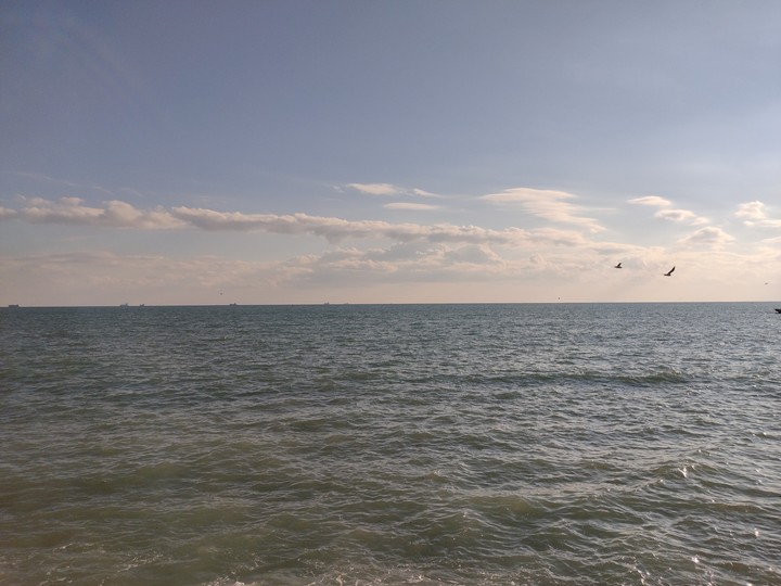 Sea and seagulls