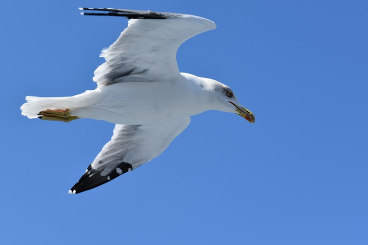 seagull