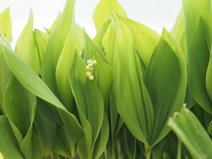 lilies of the valley