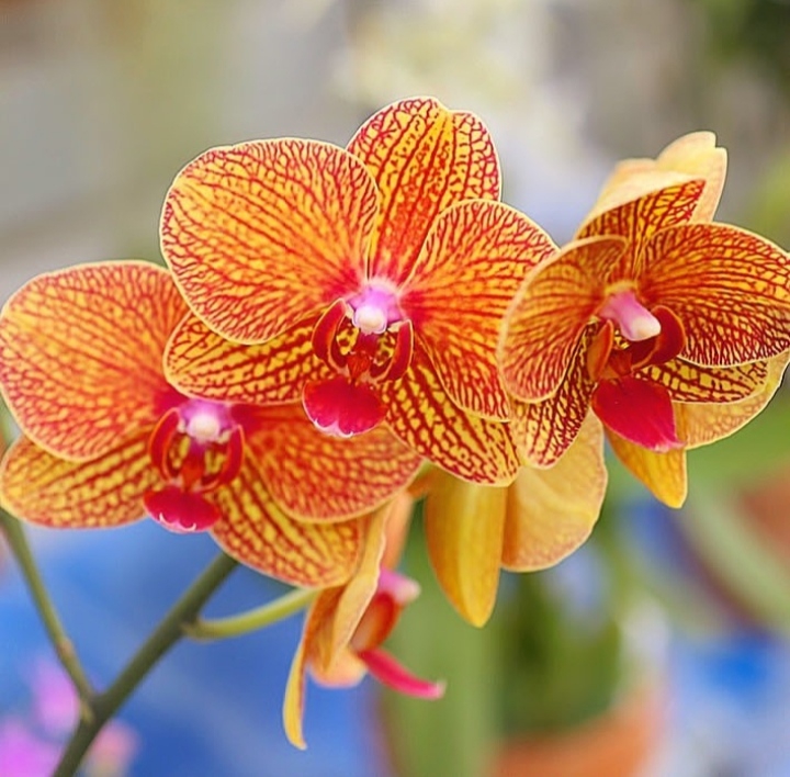 Orchid