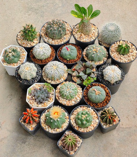 sfondi Cactus, gravel