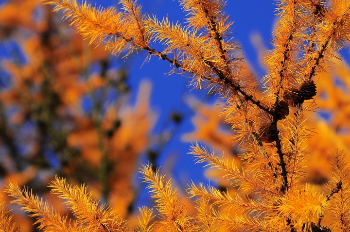 orange autumn